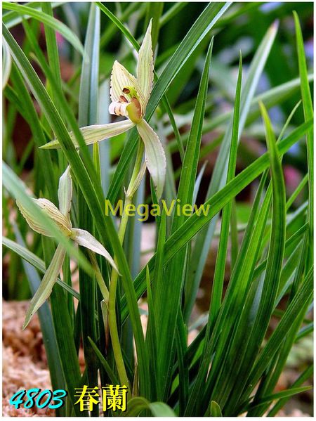 Cymbidium goeringii var. goeringii 春蘭 (草蘭、幽蘭、山蘭、朵朵香、一幹一花蘭、台灣蕙、台灣春蘭)