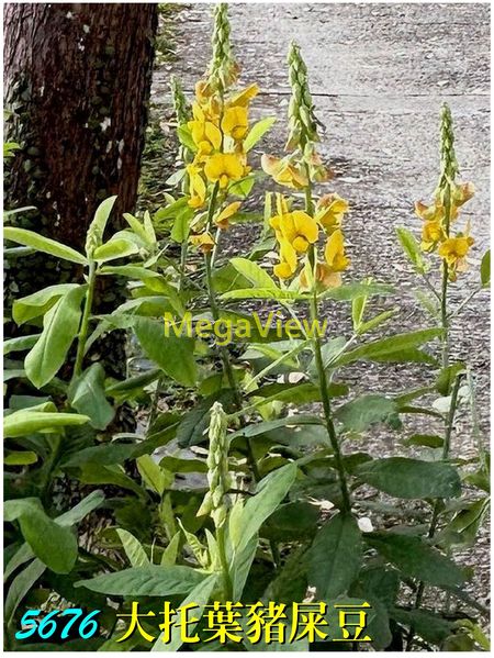 Crotalaria spectabilis 大托葉豬屎豆 (紫花野百合、絹毛野百合)