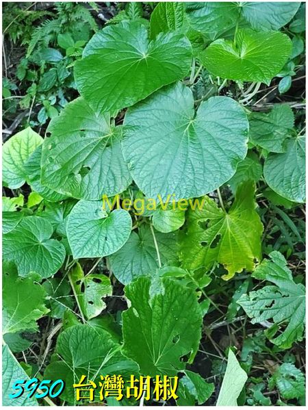 Piper umbellatum 台灣胡椒 (大圓葉胡椒)