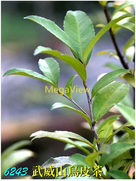 Pyrenaria buisanensis 武威山烏皮茶 (台灣石筆木、武威山茶)