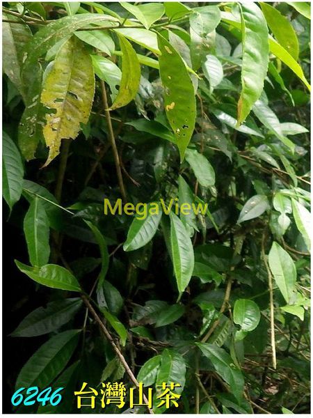 Camellia formosensis 台灣山茶 (武威山茶)