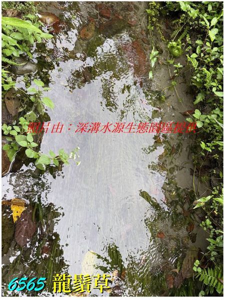 Potamogeton pectinatus 龍鬚草 ()