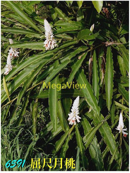 Alpinia kusshakuensis 屈尺月桃 (大輪月桃)