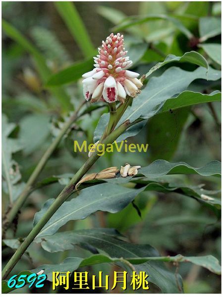 Alpinia pricei var. sessiliflora 阿里山月桃 ()