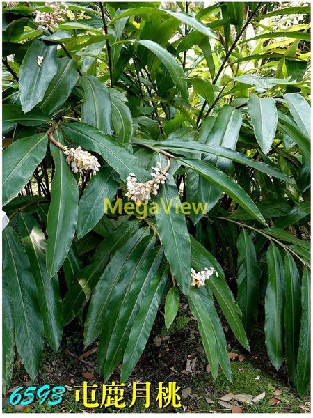 Alpinia tonrokuensis 屯鹿月桃 (通落月桃)