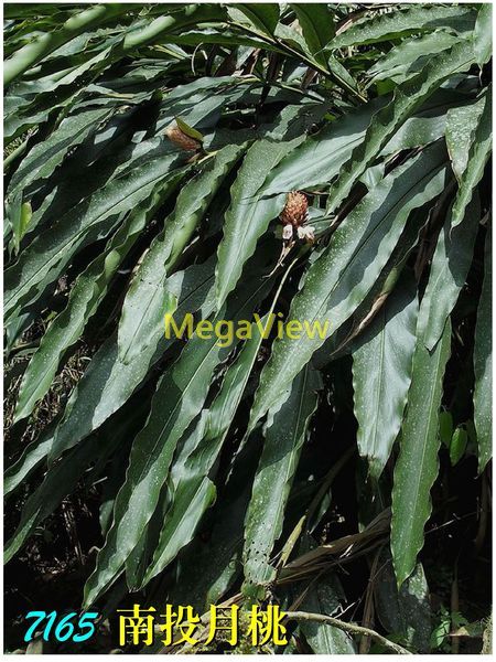 Alpinia nantoensis 南投月桃 ()