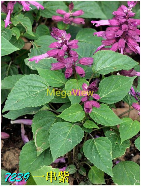 Salvia splendens 'Vista Purple' 一串紫 ()