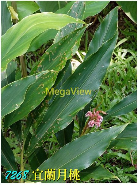 Alpinia x ilanensis 宜蘭月桃 ()