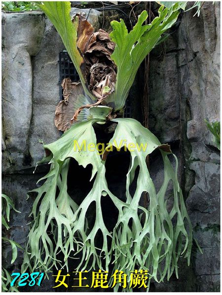 Platycerium wandae 女王鹿角蕨 ()