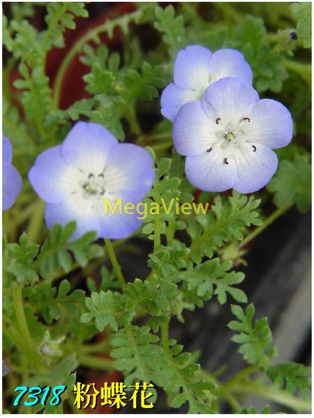 Nemophila menziesii 粉蝶花 (喜林草、琉璃唐草
)